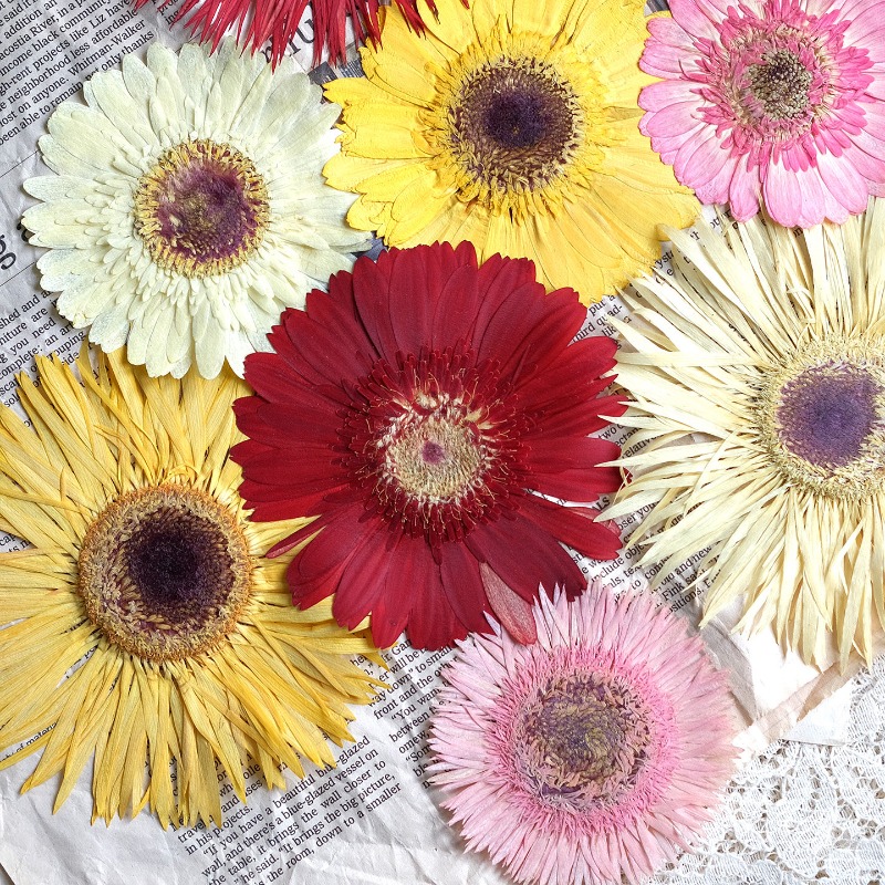 Resin Craft Ideas - 1 Uds./79 cm, Gerbera prensado flores