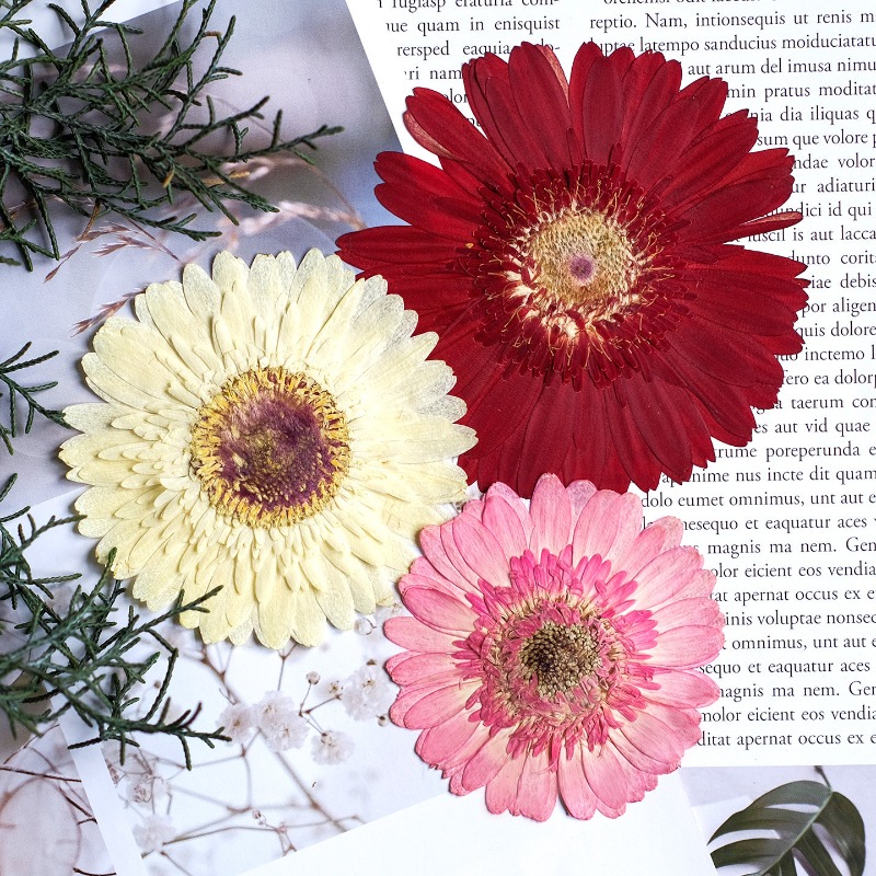 1 Uds./79 cm, Gerbera prensado - Resin Craft Ideas reseña y precio
