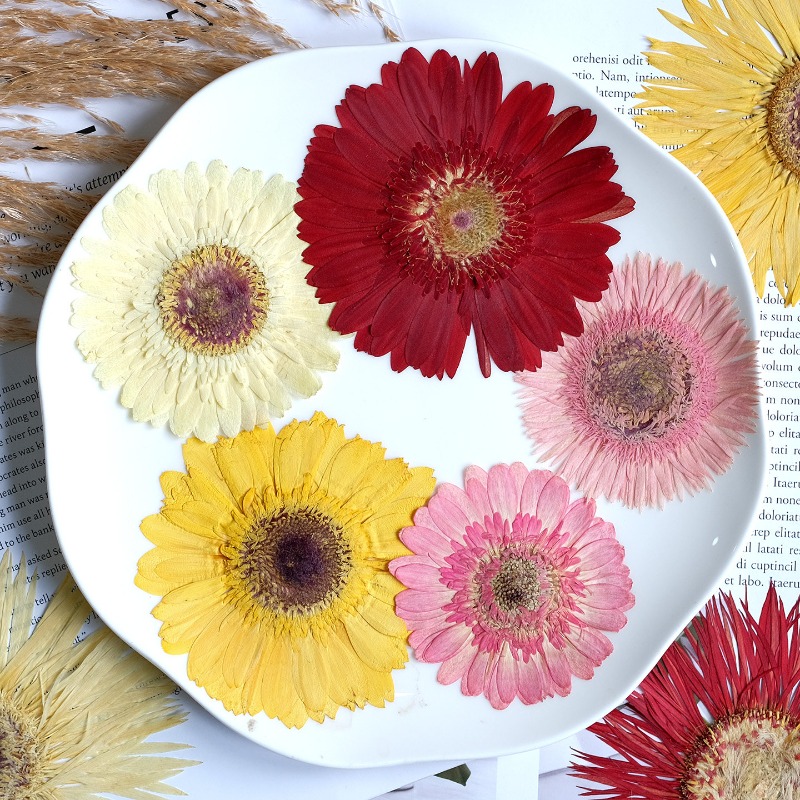 1 Uds./79 cm, Gerbera prensado - Resin Craft Ideas reseña y precio