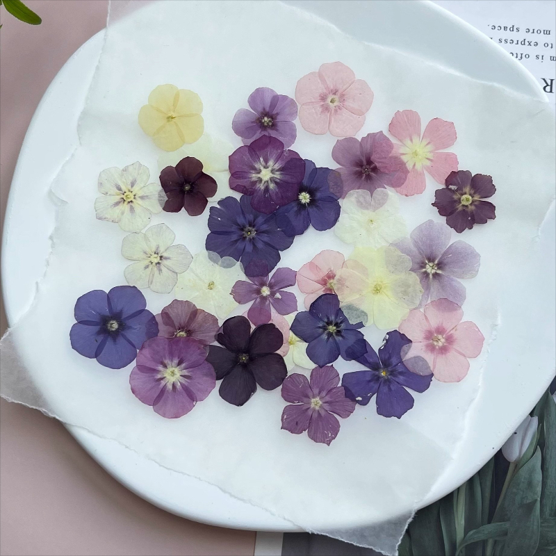 12 Uds., flores secas prensada - Resin Craft Ideas reseña y precio