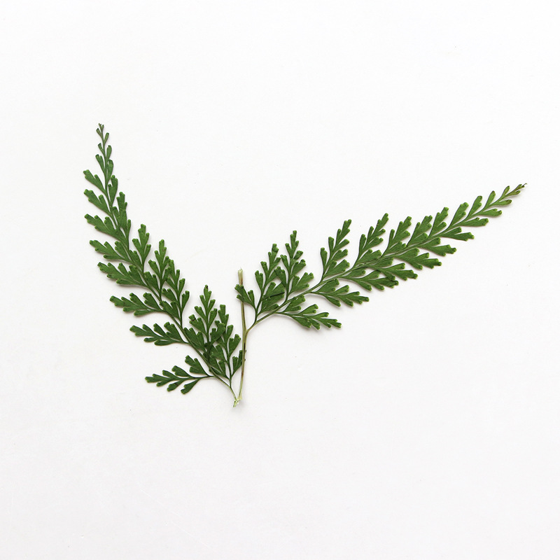 Ramas de helecho prensadas nat - Dried Flower Bulk reseña y precio