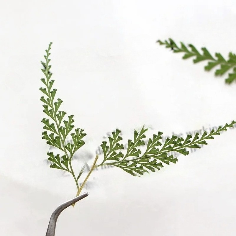 Ramas de helecho prensadas nat - Dried Flower Bulk reseña y precio